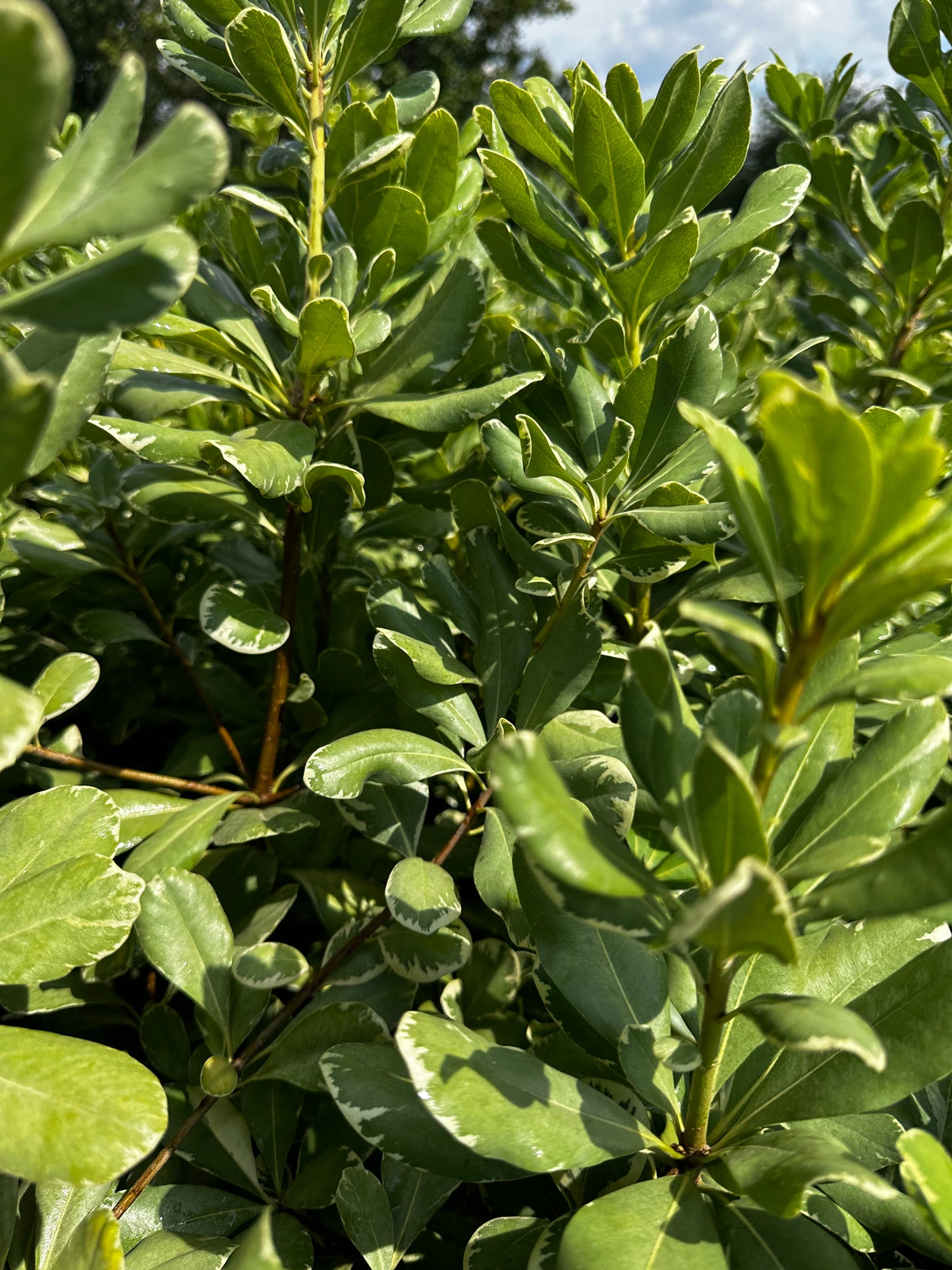 Pittosporum Variegated 3gal