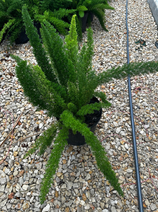 Foxtail Fern 3gal