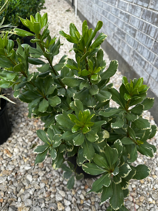 Pittosporum Variegated 3gal