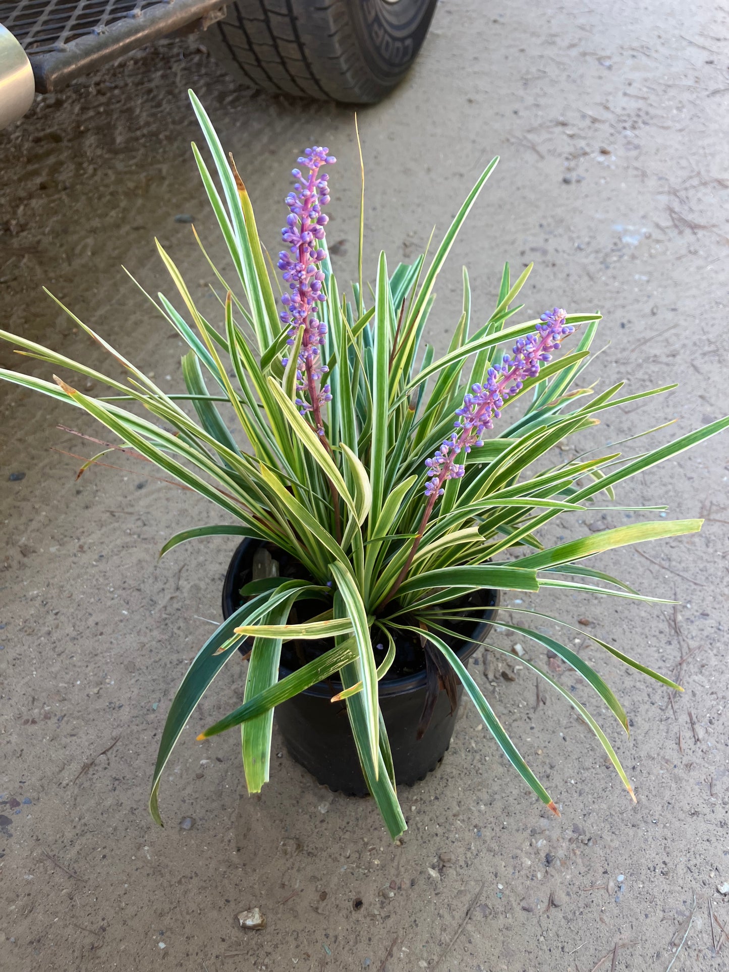 Variegated Liriope 1gal