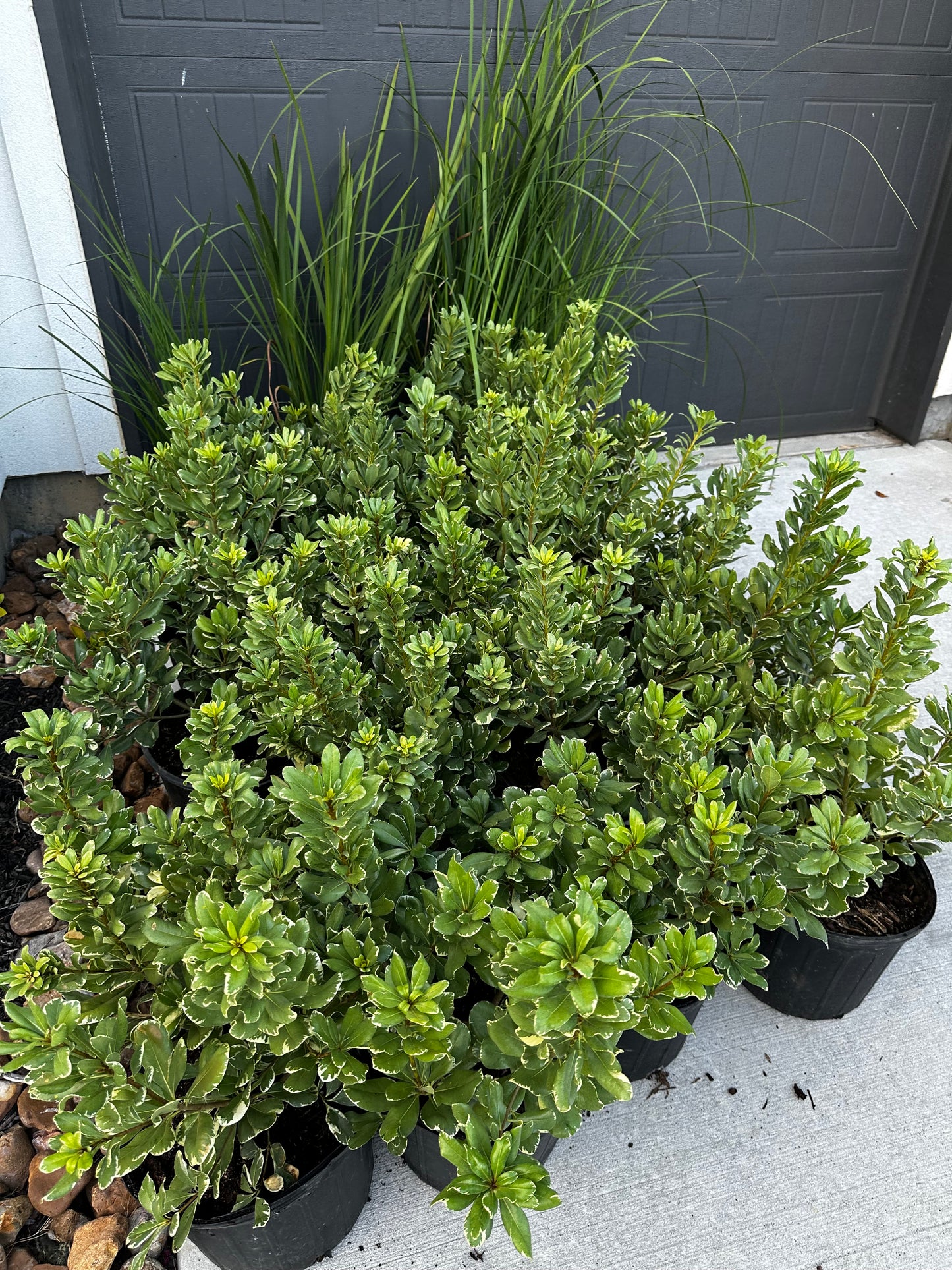 Pittosporum Variegated 3gal