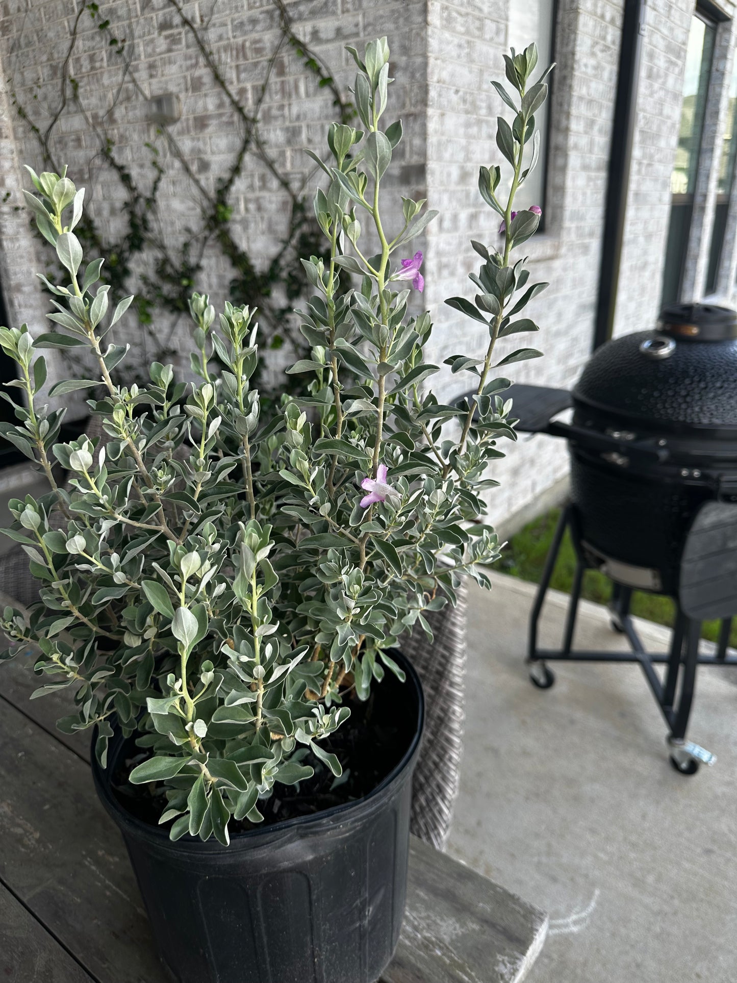 Texas Sage 3gal