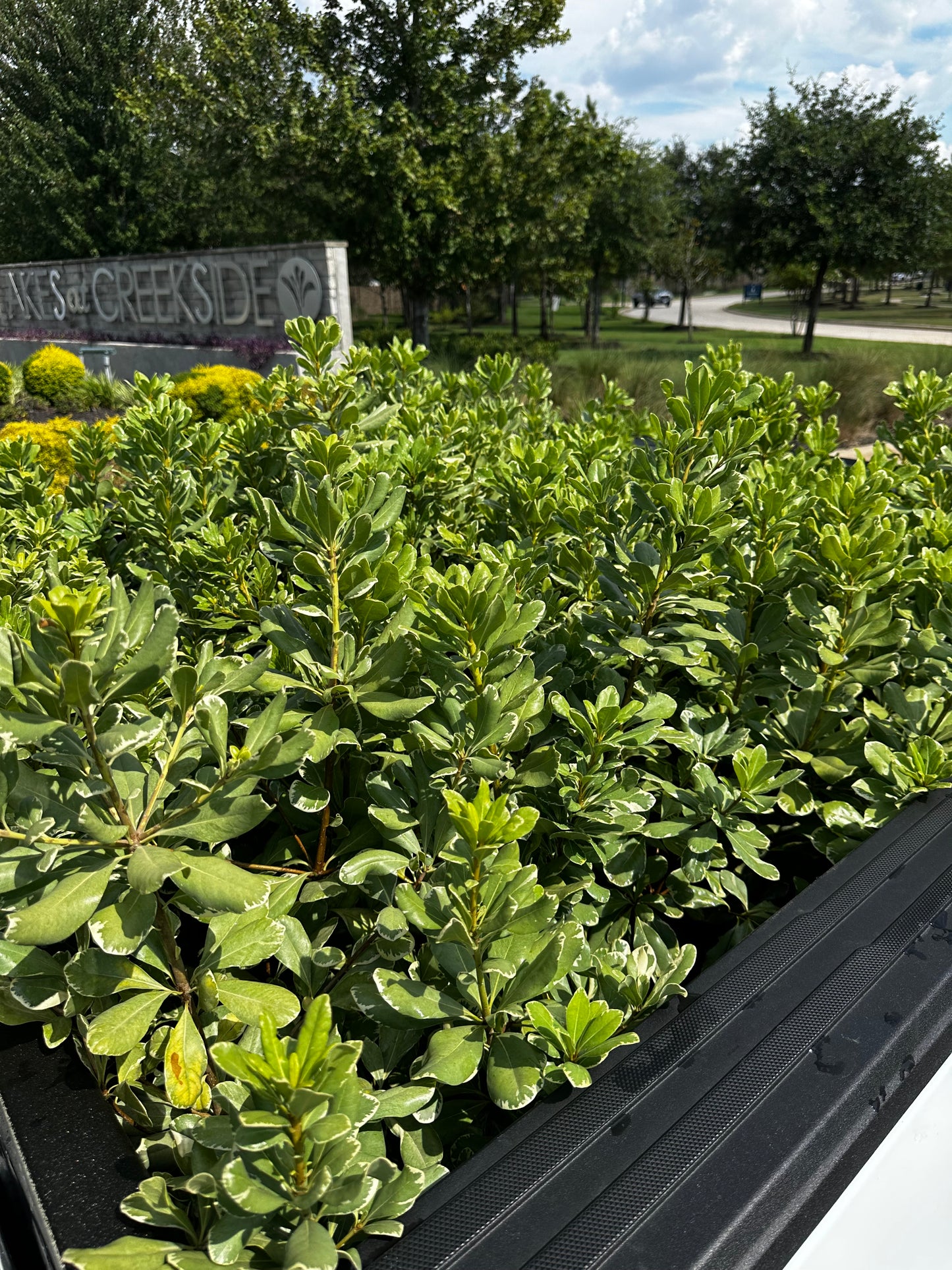 Pittosporum Variegated 3gal