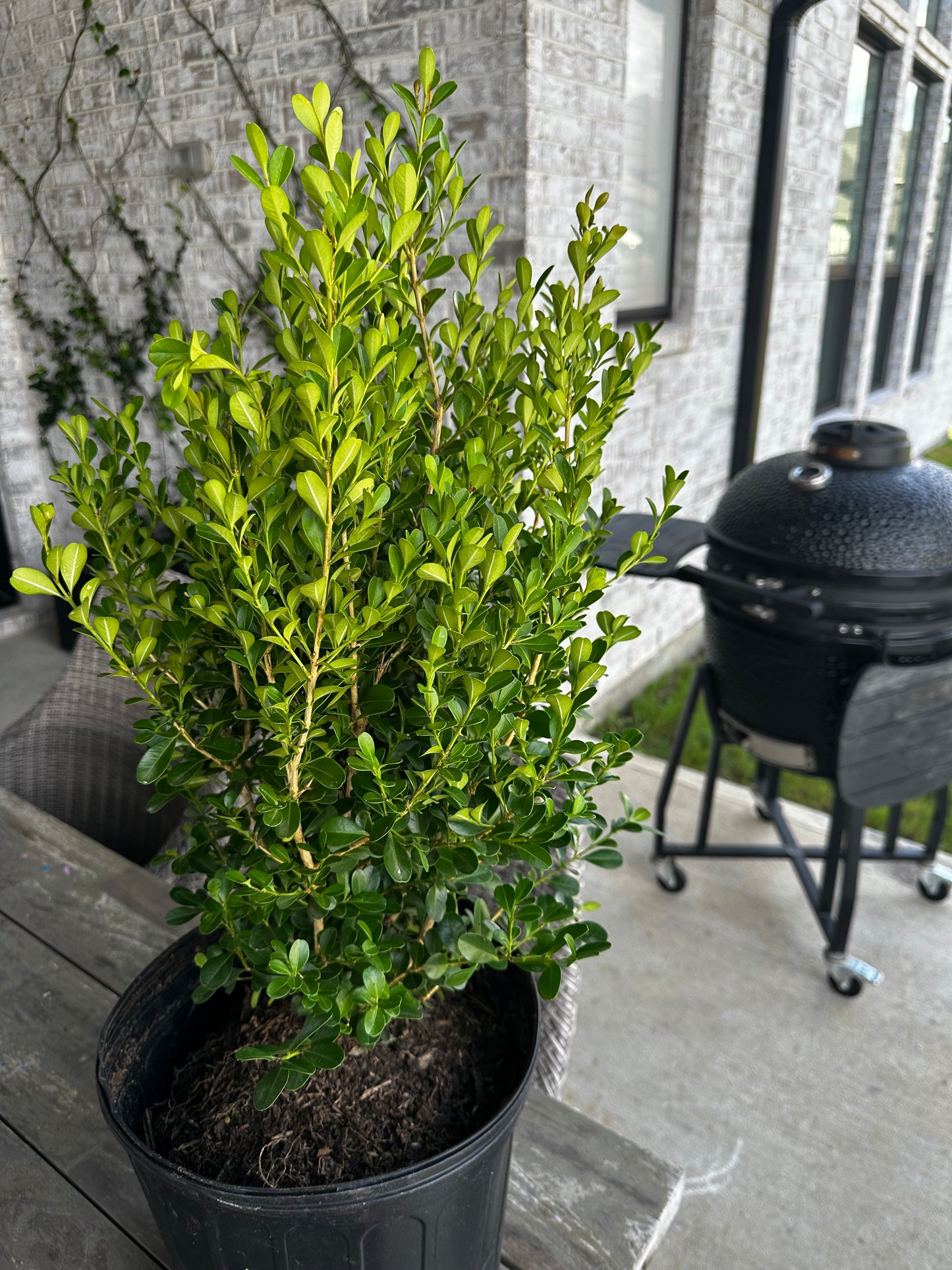 Japanese Boxwood 3gal