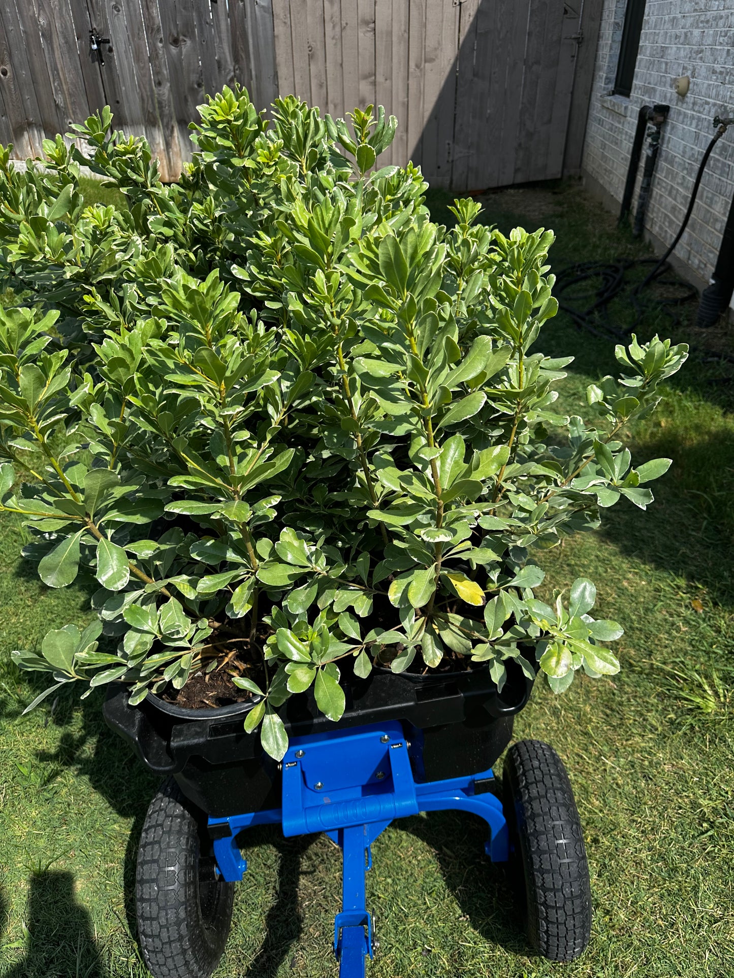 Pittosporum Variegated 3gal