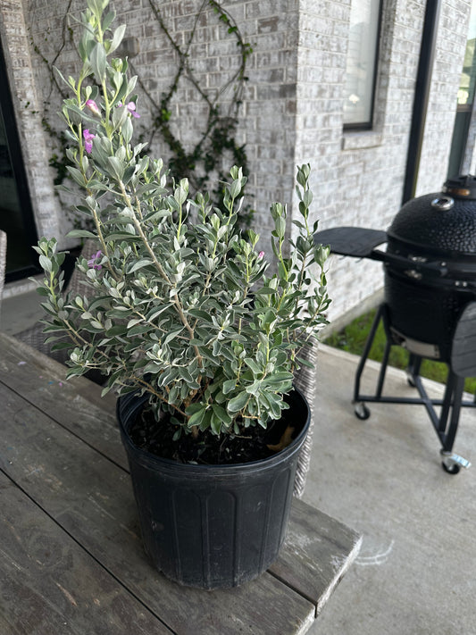 Texas Sage 3gal