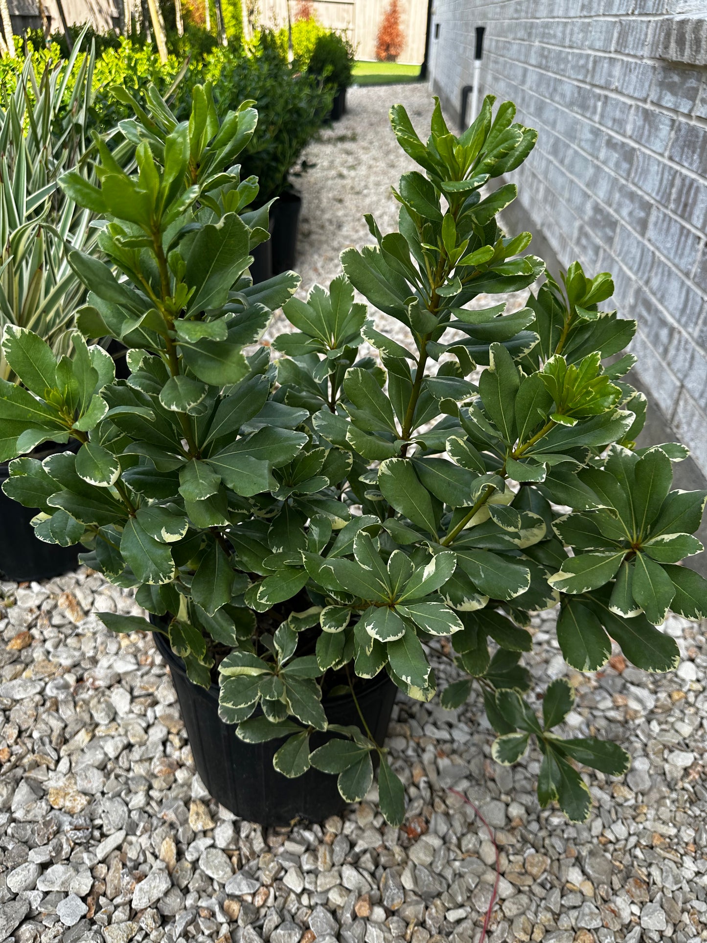 Pittosporum Variegated 3gal