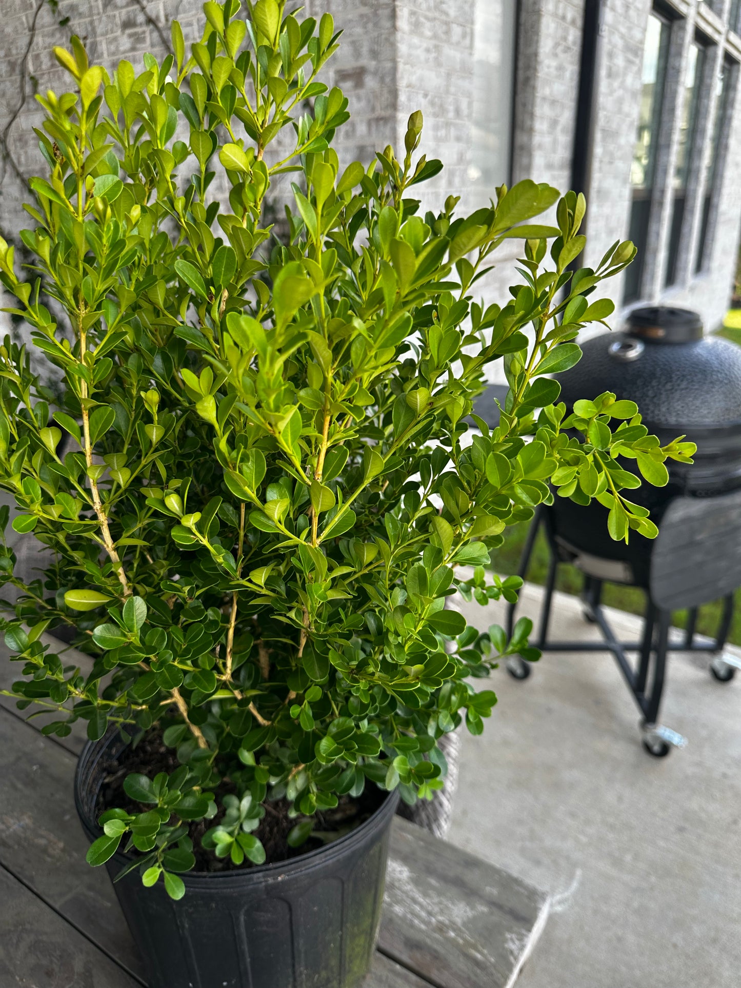 Japanese Boxwood 3gal