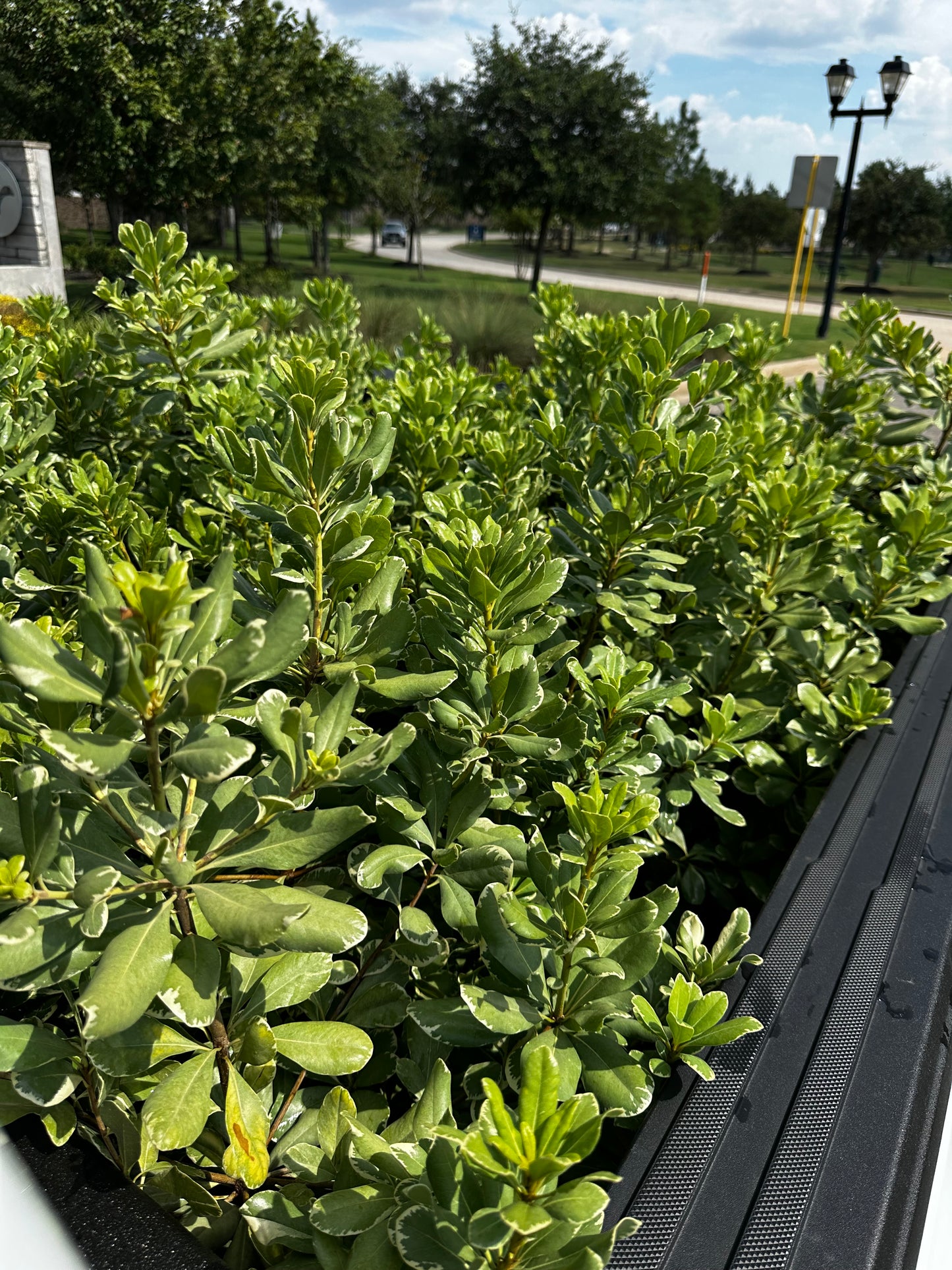 Pittosporum Variegated 3gal