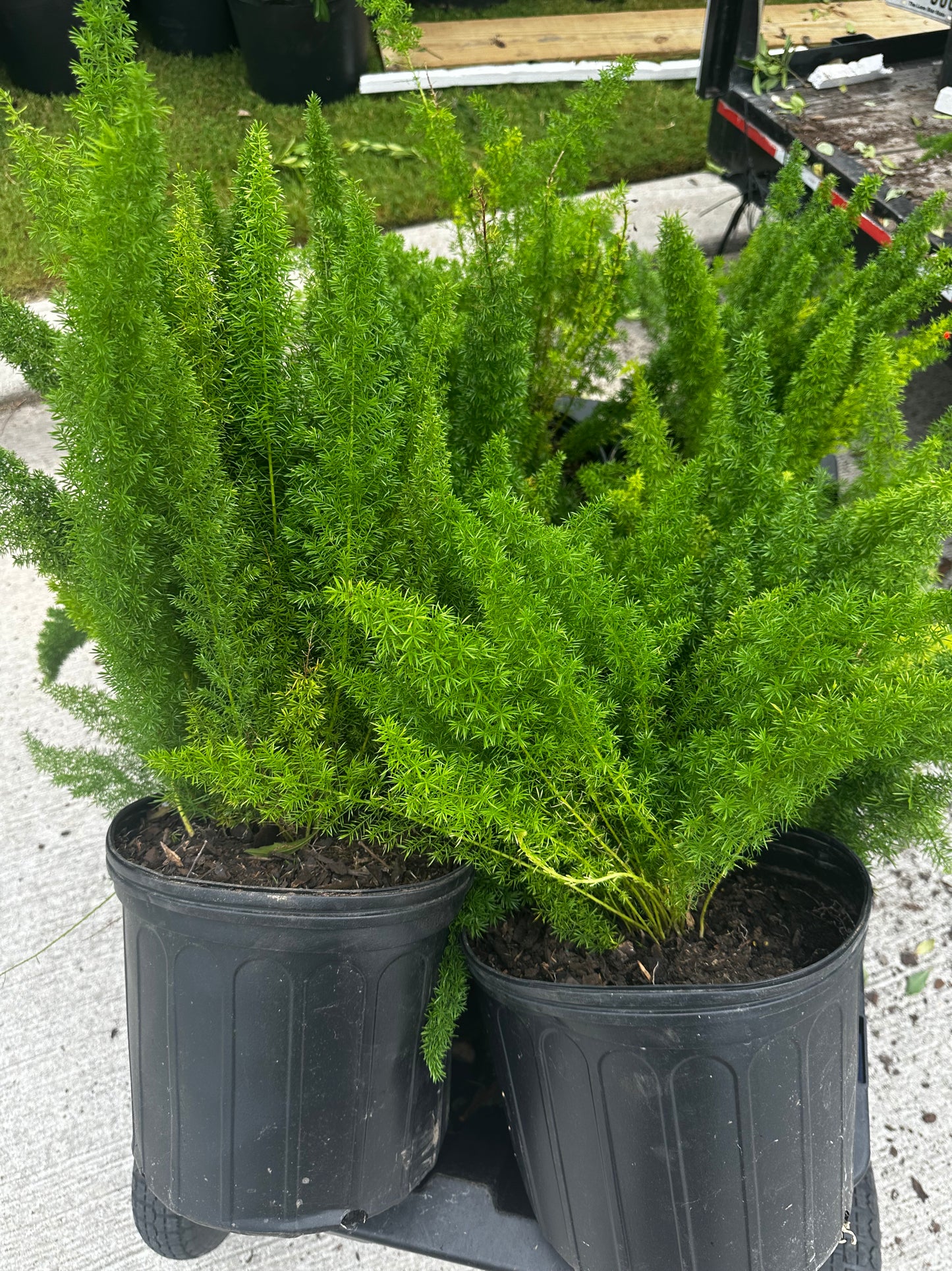 Foxtail Fern 3gal