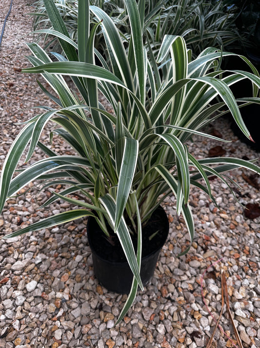 Flax Lilly Dianella 3gal